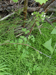 Thalictrum sparsiflorum