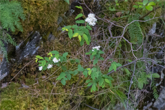 Spiraea flexuosa