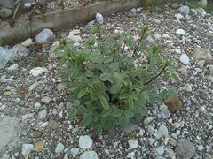 Bituminaria bituminosa