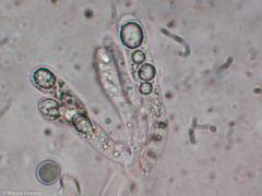 Craterellus calyculus