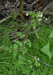 Thalictrum sparsiflorum