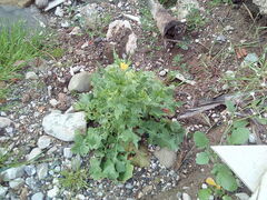 Urospermum picroides