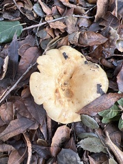 Lactarius alnicola