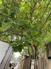Terminalia