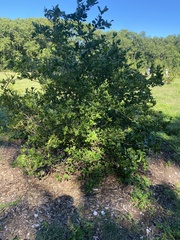 Citrus × aurantiifolia