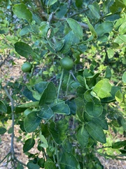 Citrus × aurantiifolia