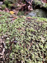Rhizomnium punctatum
