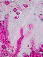 Craterellus calyculus