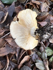 Lactarius alnicola