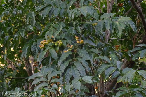 Harpullia pendula observed 2022-12-29