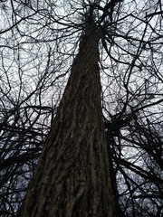 Ulmus thomasii