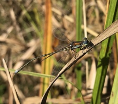 Lestes virens vestalis