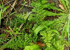 Asplenium hookerianum