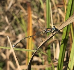 Lestes virens vestalis