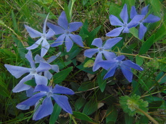 Vinca herbacea