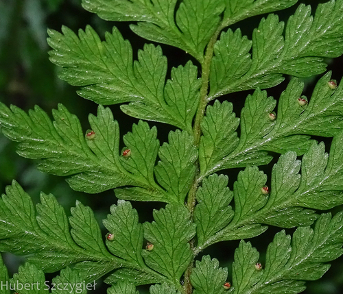 Microlepia setosa