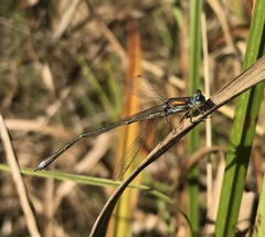 Lestes virens vestalis