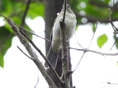 Saltator striatipectus