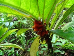 Columnea purpurata