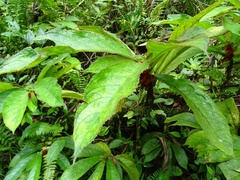 Columnea purpurata