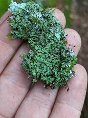 Phaeophyscia adiastola