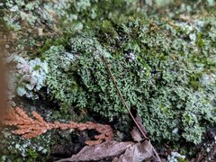 Phaeophyscia adiastola