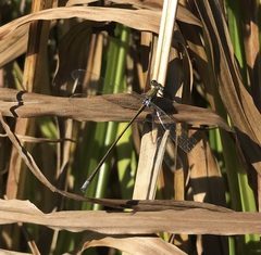 Lestes virens vestalis