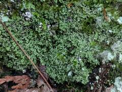 Phaeophyscia adiastola