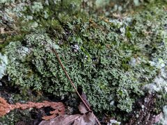 Phaeophyscia adiastola