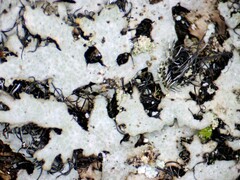 Phaeophyscia adiastola