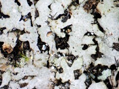 Phaeophyscia adiastola