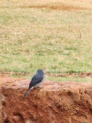 Melaenornis fischeri