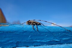 Acanthocinus aedilis