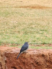 Melaenornis fischeri
