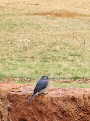 Melaenornis fischeri