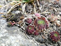 Sempervivum globiferum