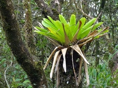 Werauhia
