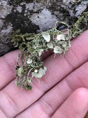 Usnea strigosa