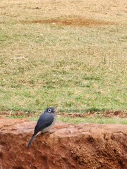 Melaenornis fischeri