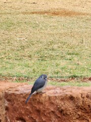 Melaenornis fischeri