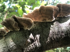 Trametes villosa