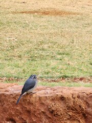 Melaenornis fischeri