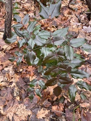 Berberis aquifolium