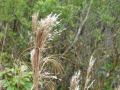 Andropogon bicornis