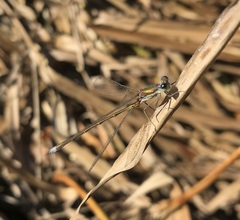 Lestes virens vestalis