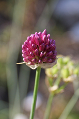 Allium sphaerocephalon
