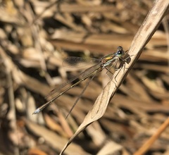 Lestes virens vestalis