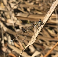 Lestes virens vestalis