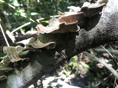 Trametes villosa