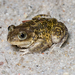 European Spadefoot Toads - Photo (c) romuloarrais, some rights reserved (CC BY-NC-ND), uploaded by romuloarrais